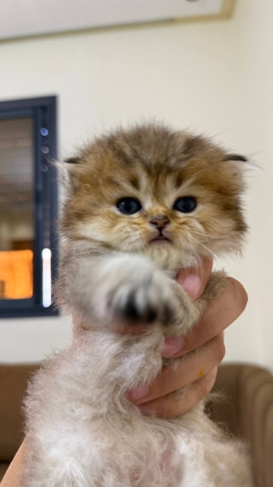 British longhair Golden ny22
