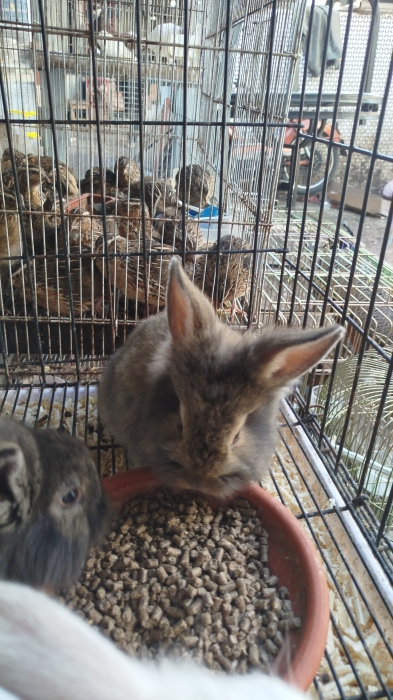 Lapin Nain