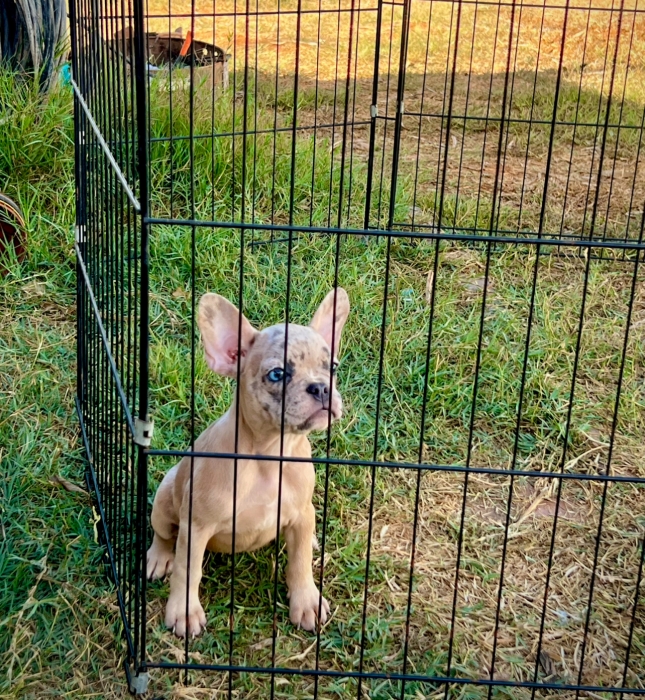 Bulldog français