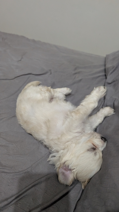 Bichon Havanais Femelle