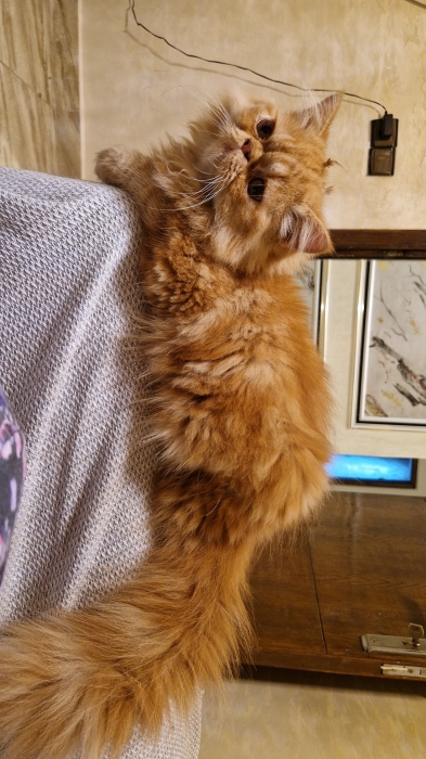 Chat persan