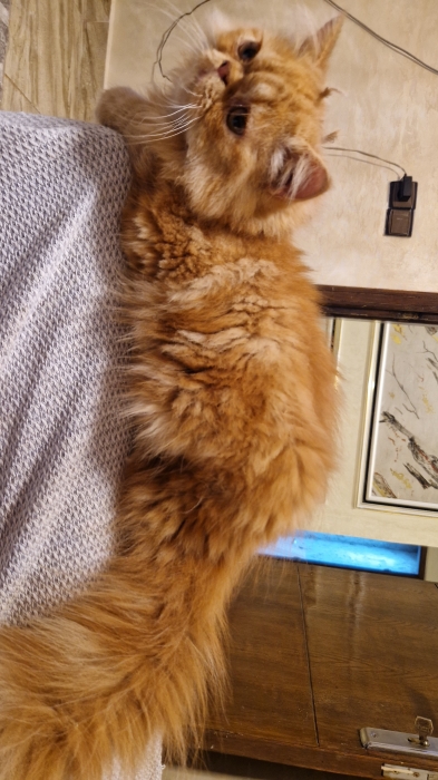 Chat persan
