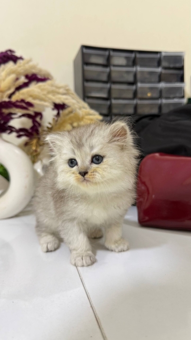 British longhair silver shaded mâle