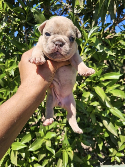Bulldog Français