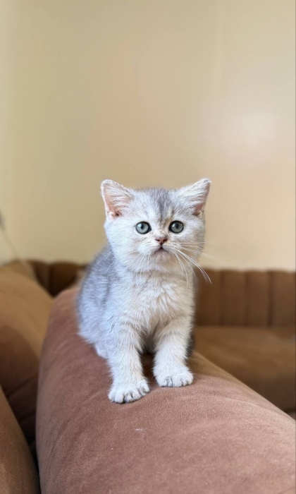British shorthair female silver shaded
