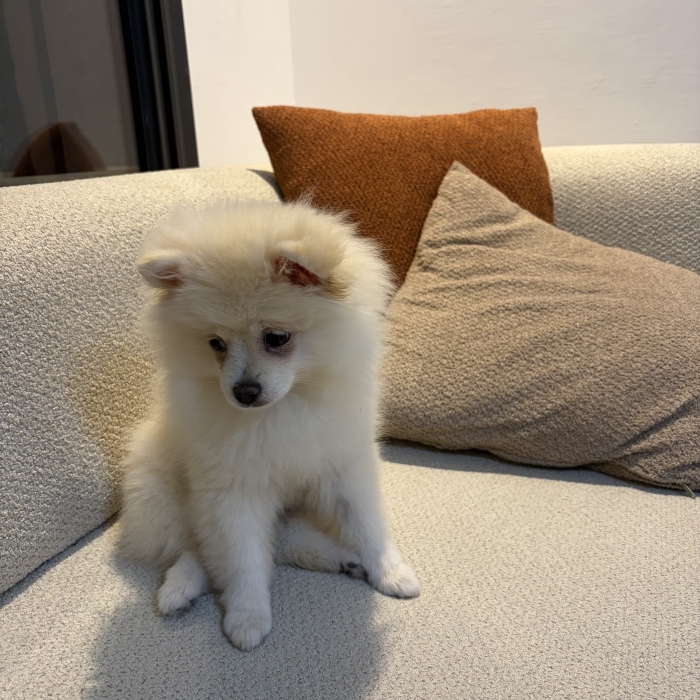 Chien spitz