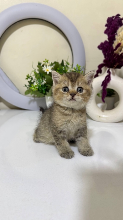 british shorthair golden tabby male