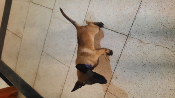 Chiots Malinois 3 mois et demi