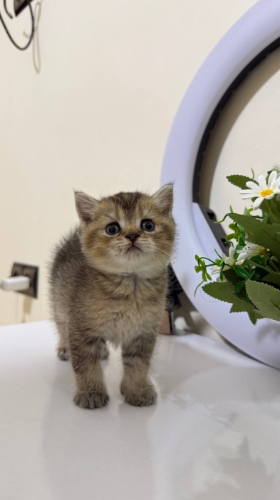 british shorthair golden tabby male
