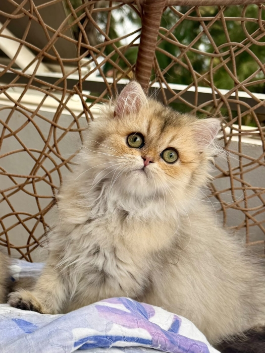 Chaton British
