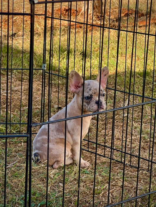 Bulldog Français Exotique 🐾