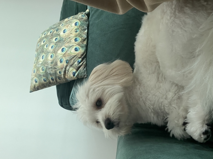 Male Maltese dog for mating (1 year old)