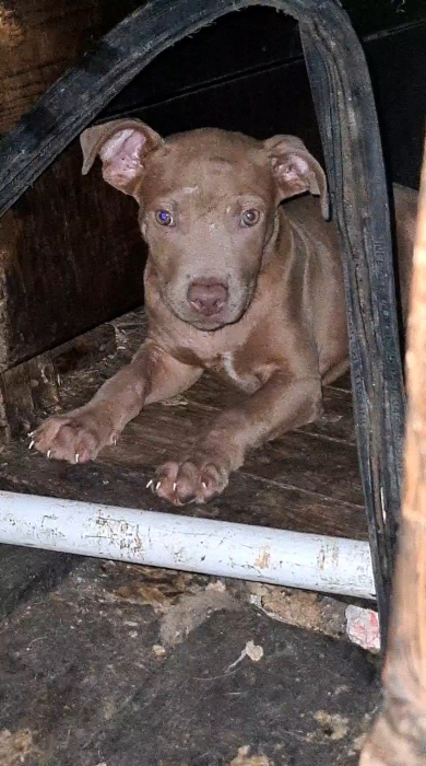 Female pitbull lilac
