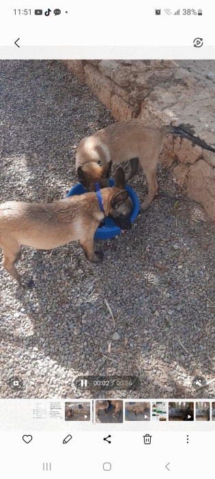Chiots Malinois 3 mois et demi