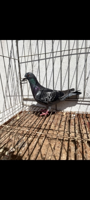 حمامة بطلة جد ممتازة