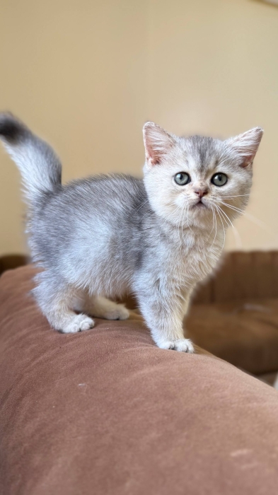 British shorthair female silver shaded