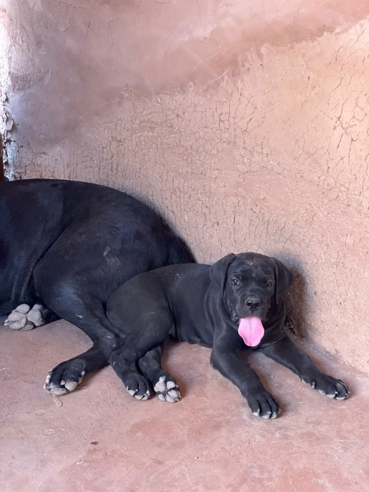 Cane corso pedigree