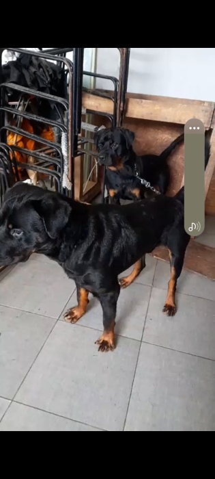 Rottweiler royal 👑