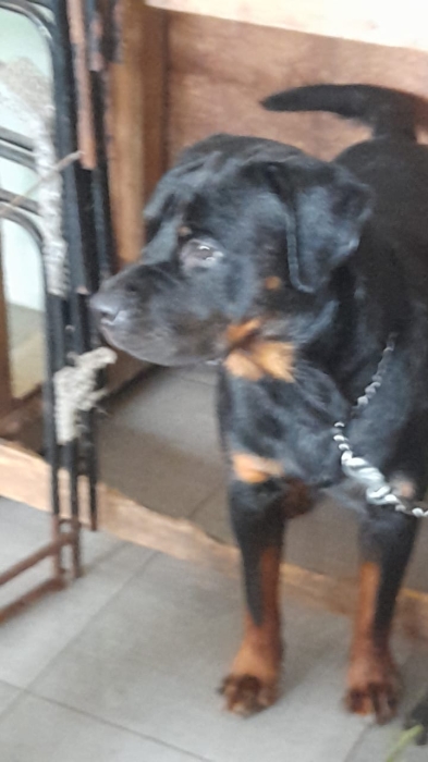 Rottweiler royal 👑