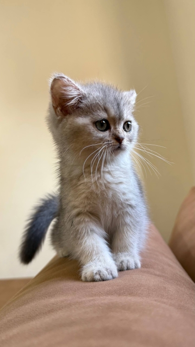 British shorthair female silver shaded