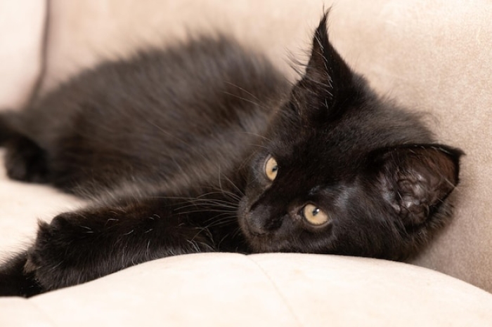 Chaton maine coon 2mois