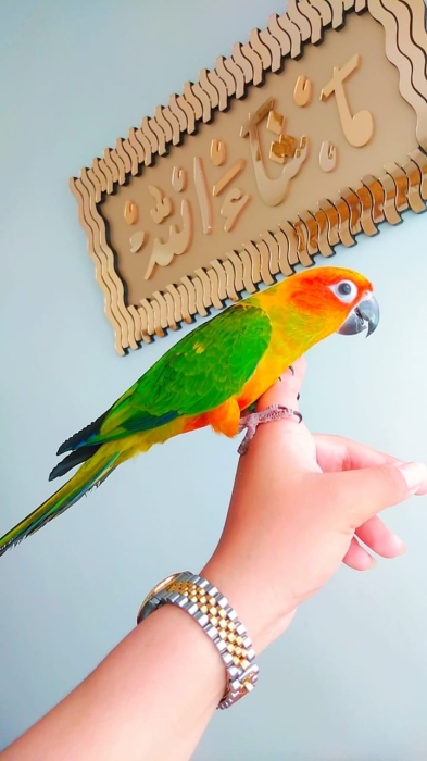Conure soleil
