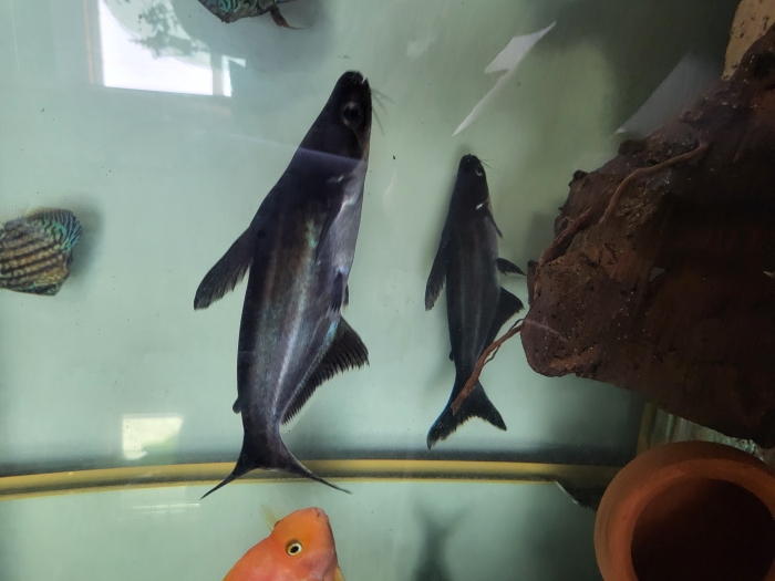 Requin d'eau douce