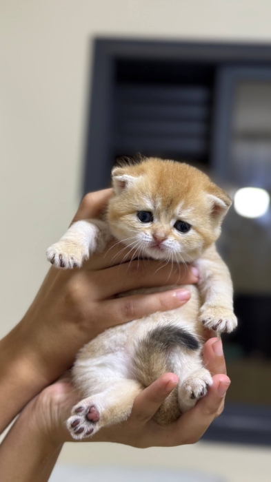 British shorthair golden ny25 female