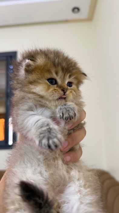 British longhair Golden ny22