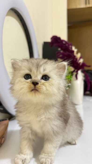 British longhair silver shaded mâle