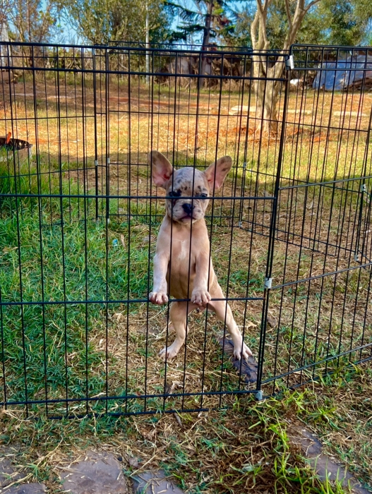 Bulldog français