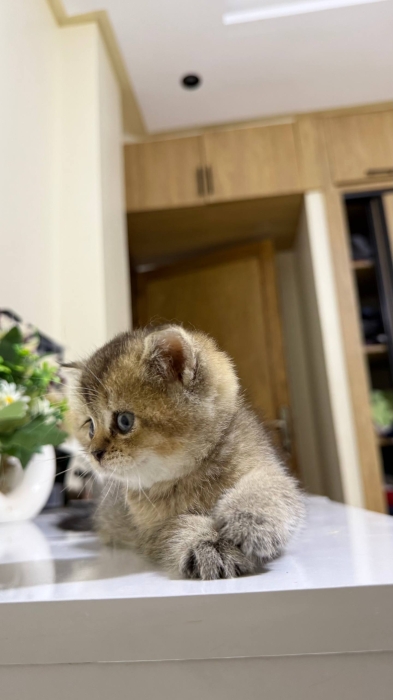 british shorthair golden tabby male