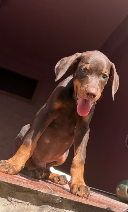 Dobermann parents pedigree