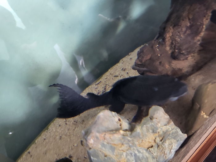 Poisson ventouse