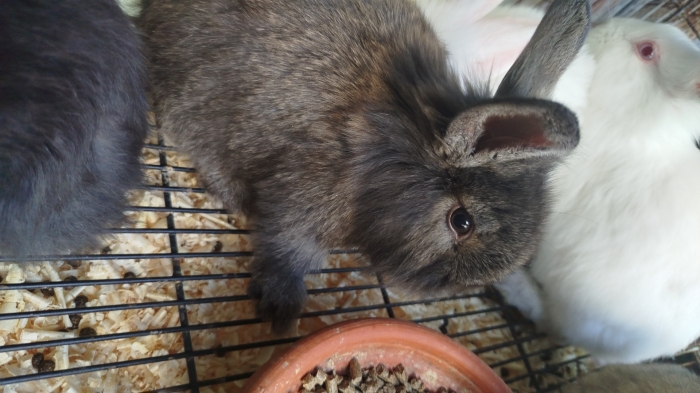 Lapin Nain