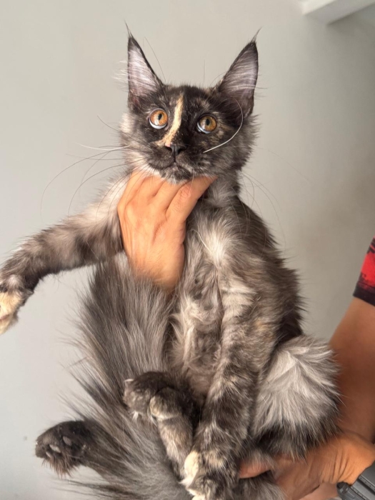 Maine coon femelle et male