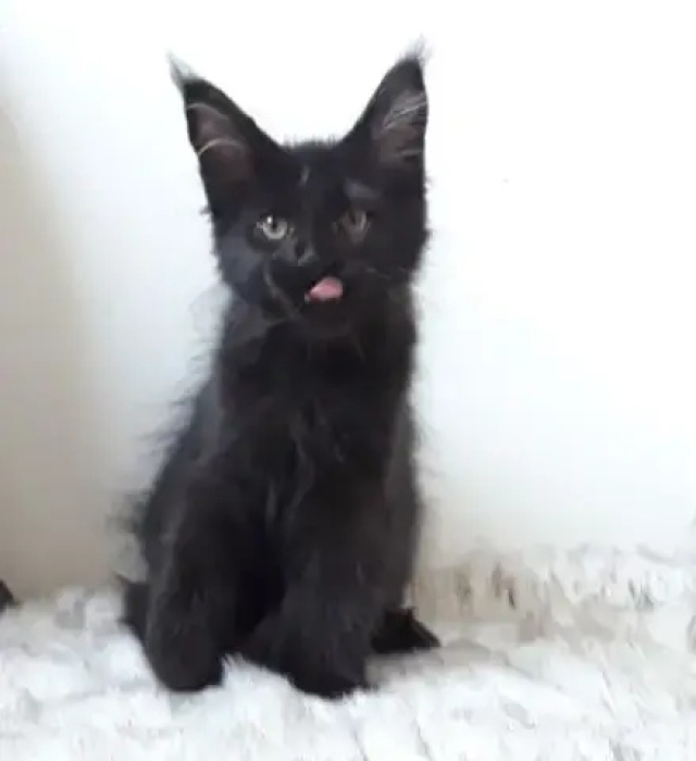Chaton maine coon 2mois