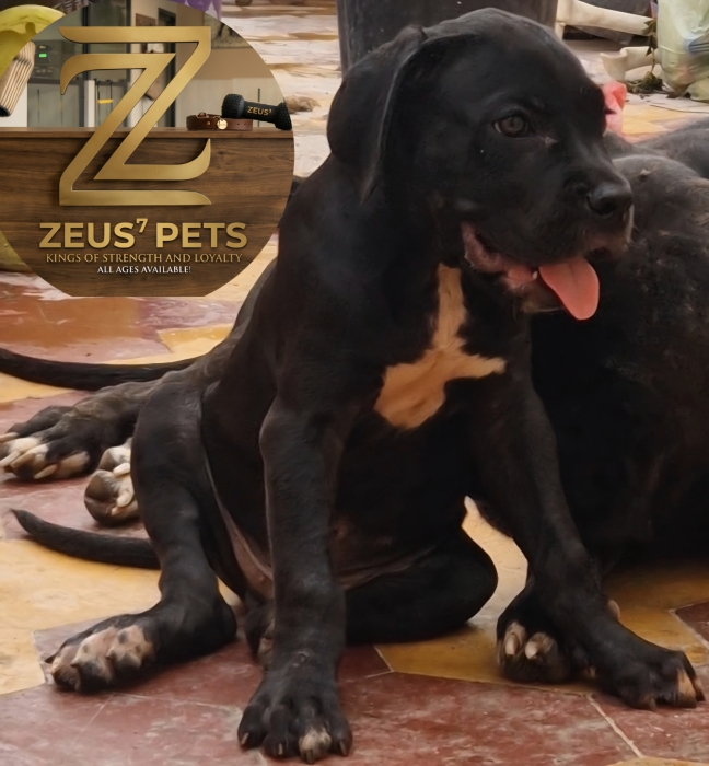 Cane corso