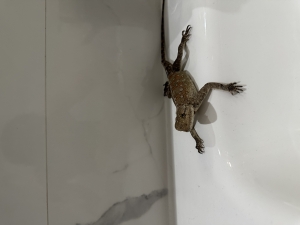 Agama