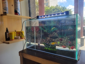 Aquarium avec poissons