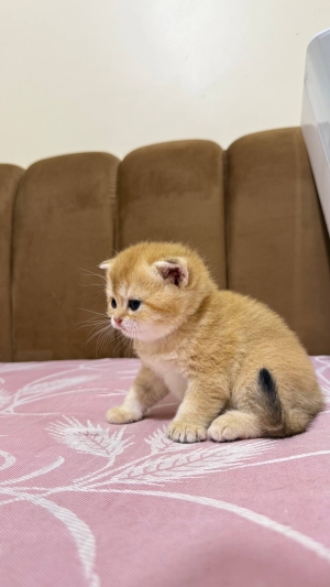British shorthair female golden ny25