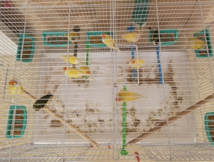 Diamant de Gould