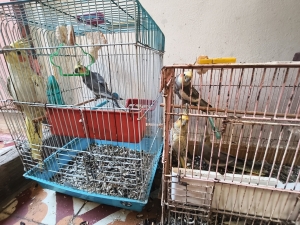 Une famille de 5 Cockateil