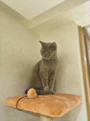 Accouplement british shorthair