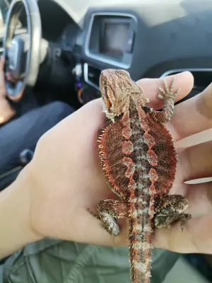 Bearded dragon