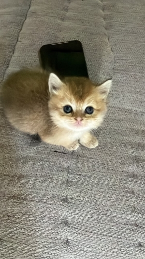 British shorthair