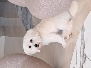 Accouplement Bichon mâle