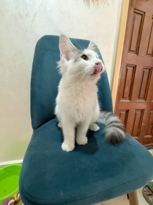 Maine coon femelle et male