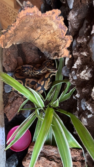 ball python