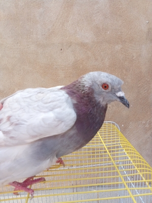 Pigeon blanc